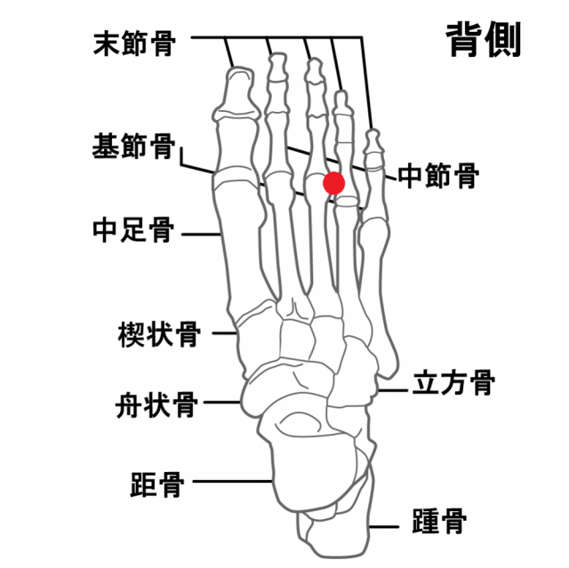 足の骨