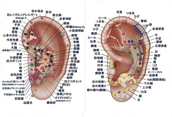 オリキュロセラピー神経反射ポイントの図