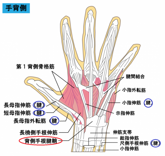 手首画像